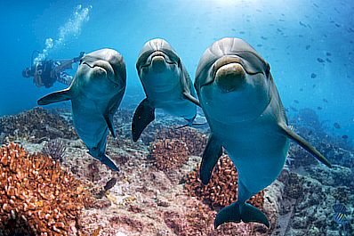 Delfíni-v-Egyptě-Delfinárium-Makadi-Bay-delfíní-dům-Marsa-Alam-delfíny-plavat-s-delfíny-Plavání-s-delfíny-Hurghada-Delfíni-v-Hurghadě