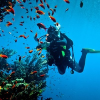 Kurz-potápění-v-Egyptě-Hurghada-potápění-cena-Potápěčský-kurz-České-potápěčské-centrum-Hurghada-v-Egyptě-Potápění-v-Rudém-moři