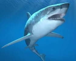 žraloci-v-Hurghadě