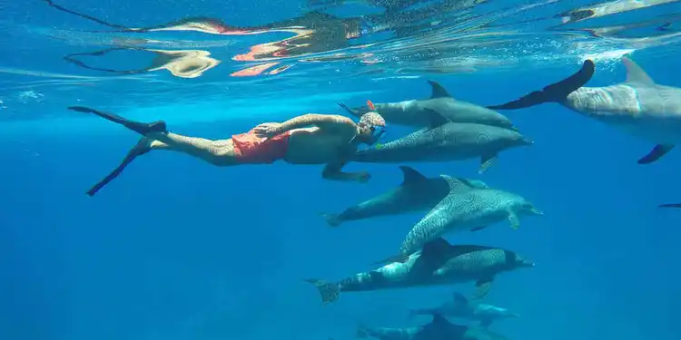 Delfin-dum-V-Hurghade-vylet-na-Delfin-hurghada-plavat-s-delfiny-Rude-more-snorchlovani-vylety-plavani-s-delfiny-v-Hurghade-dolphin-house-hurghada (1)
