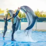 Delfinarium-Hurghada-Delfíní-show-Hurghada-Výlet-na-Delfíní-show-delfinárium-z-Hurghády-Dolphin-World-Hurghada-Plavání-s-delfínem