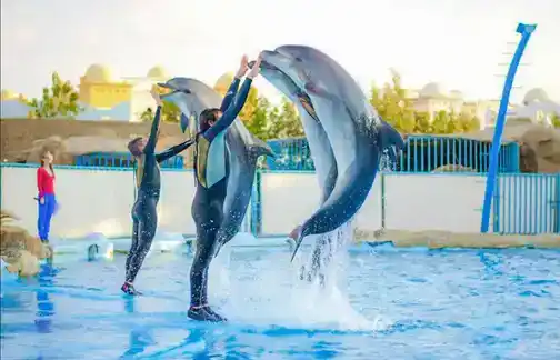 Delfinarium-Hurghada-Delfíní-show-Hurghada-Výlet-na-Delfíní-show-delfinárium-z-Hurghády-Dolphin-World-Hurghada-Plavání-s-delfínem