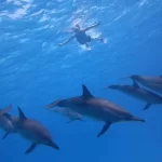 Sattayah-Marsa-Alam-delfini-vylet-sataya-vylety-z-hurghady-dum-delfinu-vylety-marsa-alam